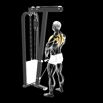 Cable Upright Row demonstration
