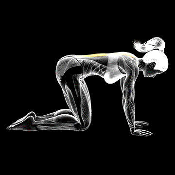 Cat Stretch demonstration
