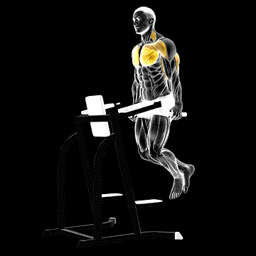 Chest Dip demonstration