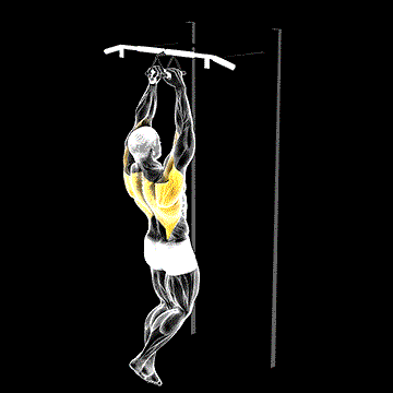 Chin-up (Narrow Parallel Grip) demonstration
