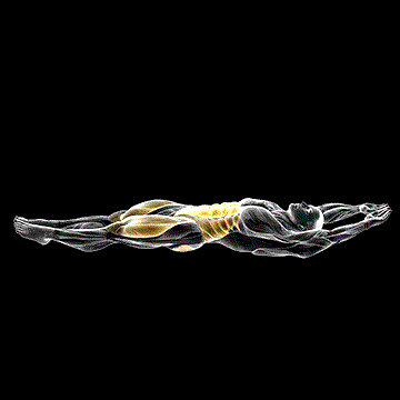 Cocoons demonstration