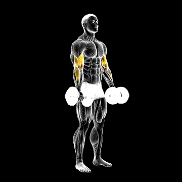 Dumbbell Bicep Curl demonstration