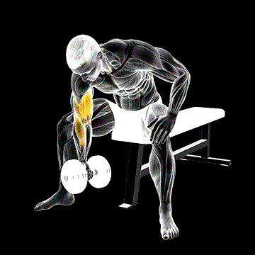 Dumbbell Concentration Curl demonstration