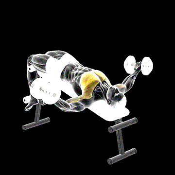Dumbbell Decline Twist Fly demonstration