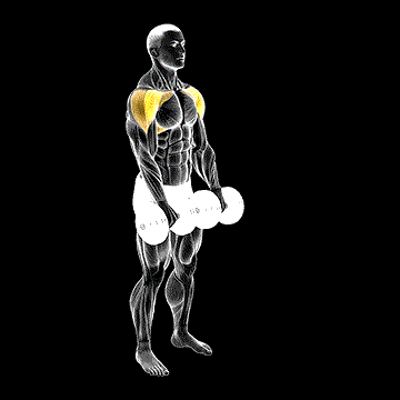 Dumbbell Front Raise demonstration