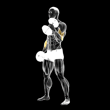 Dumbbell Hammer Curl demonstration