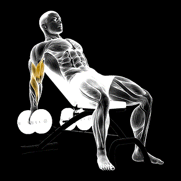 Dumbbell Incline Biceps Curl demonstration