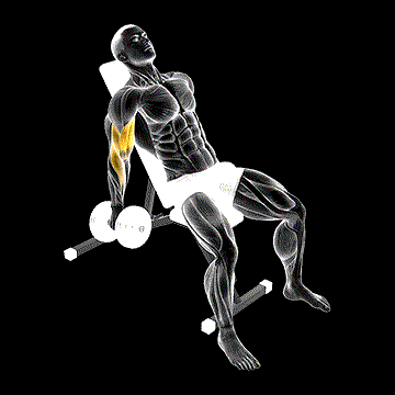 Dumbbell Incline Curl demonstration