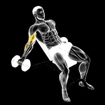 Dumbbell Incline Inner Biceps Curl demonstration