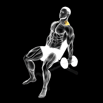 Dumbbell Incline Shrug demonstration