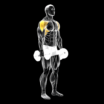 Dumbbell Lateral Raise demonstration