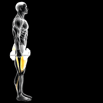 Dumbbell Lunge demonstration