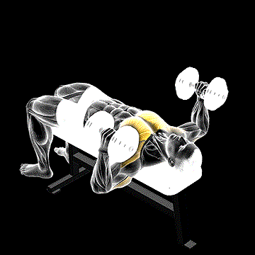 Dumbbell Lying Hammer Press demonstration
