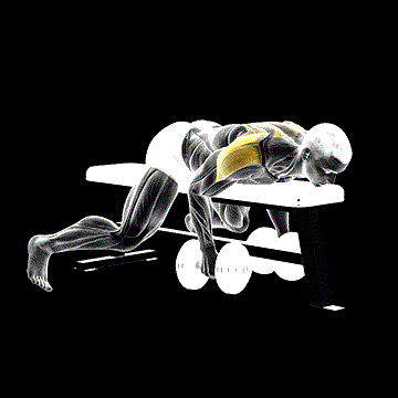 Dumbbell Lying Rear Lateral Raise demonstration