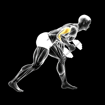 Dumbbell One-Arm Kickback demonstration