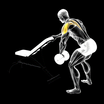 Dumbbell One-Arm Reverse Fly demonstration