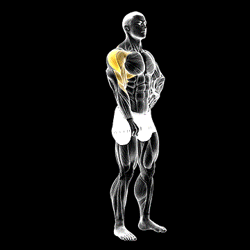 Dumbbell One-Arm Upright Row demonstration