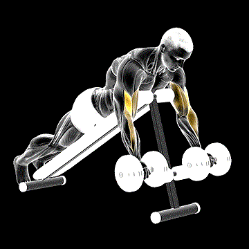 Dumbbell Prone Incline Curl demonstration