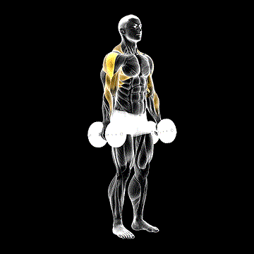 Dumbbell Raise demonstration