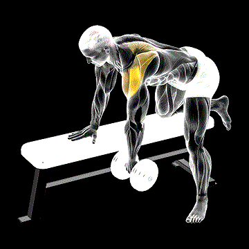 Dumbbell Rear Delt Row demonstration