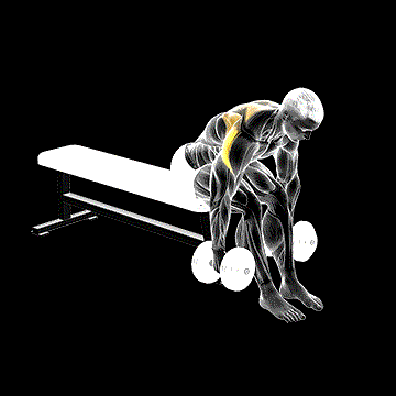 Dumbbell Rear Fly demonstration