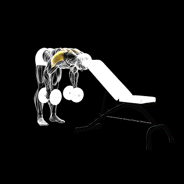 Dumbbell Rear Lateral Raise (Support Head) demonstration