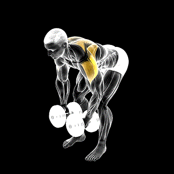 Dumbbell Rear Lateral Raise demonstration
