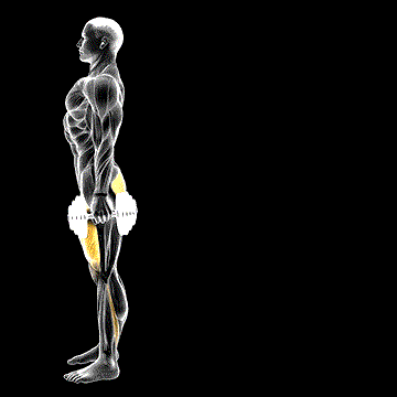 Dumbbell Rear Lunge demonstration