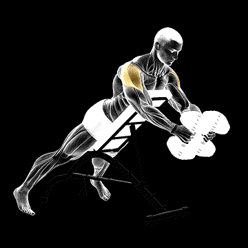 Dumbbell Reverse Fly demonstration