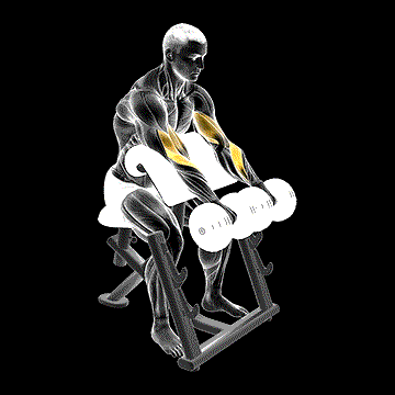 Dumbbell Reverse Preacher Curl demonstration