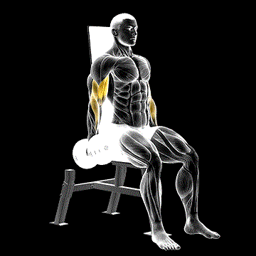 Dumbbell Seated Inner Bicep Curl demonstration