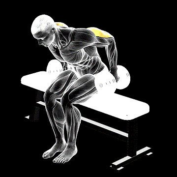 Dumbbell Seated Kickback demonstration