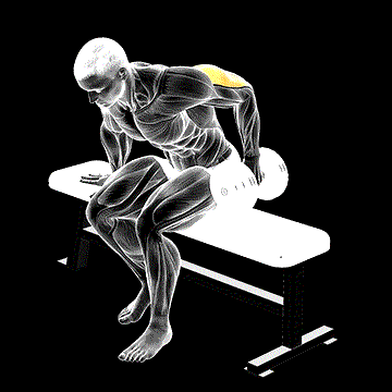 Dumbbell Seated One-Arm Kickback demonstration