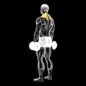 Dumbbell Shrug demonstration