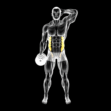 Dumbbell Side Bend demonstration