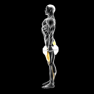 Dumbbell Squat demonstration