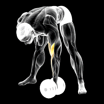 Dumbbell Standing Concentration Curl demonstration