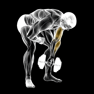 Dumbbell Standing One-Arm Concentration Curl demonstration