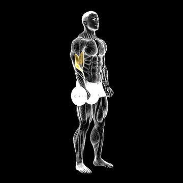 Dumbbell Standing One-Arm Reverse Curl demonstration