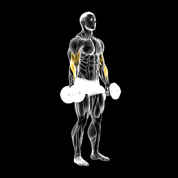 Dumbbell Standing Reverse Curl demonstration