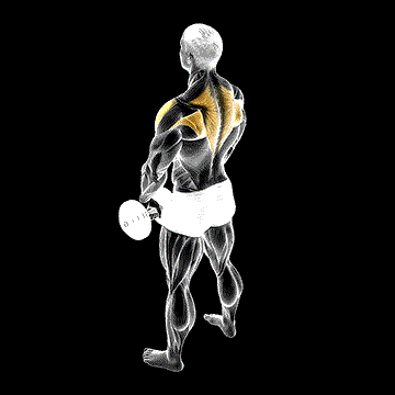 Dumbbell Upright Row demonstration