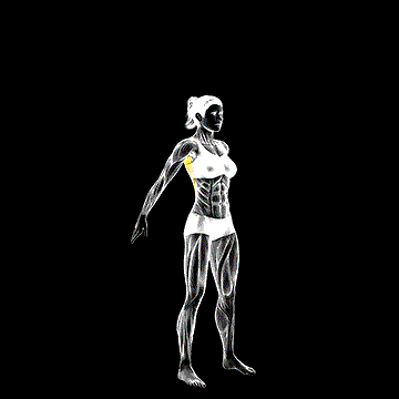 Dynamic Back Stretch demonstration