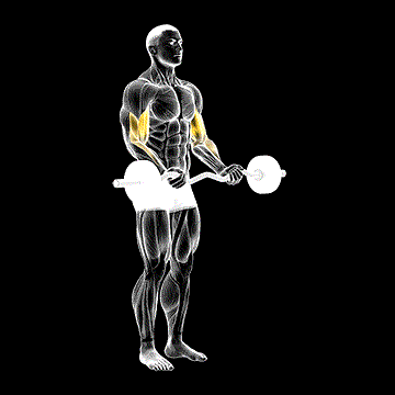 EZ Barbell Curl demonstration