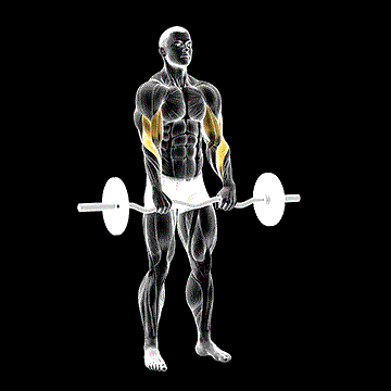 EZ Barbell Reverse-Grip Curl demonstration