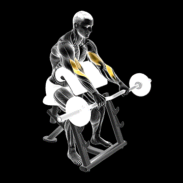 EZ Barbell Reverse-Grip Preacher Curl demonstration