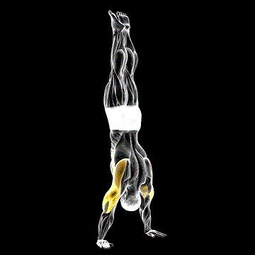 Handstand Push-up demonstration