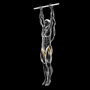 Hanging Leg Raise demonstration