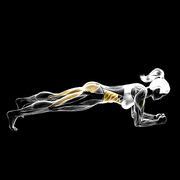 Hip Raise Bridge demonstration