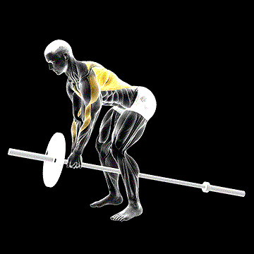 Lever Bent-over Row (Plate Loaded) demonstration