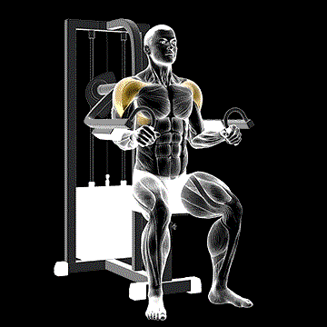 Lever Lateral Raise demonstration